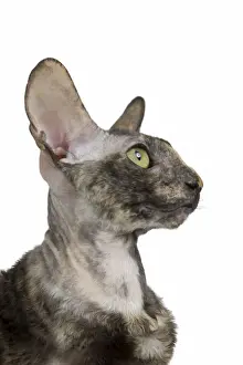 Cat - Rex Cornish in studio