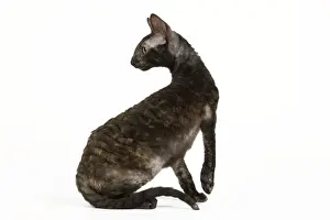 Cat - Rex Cornish in studio