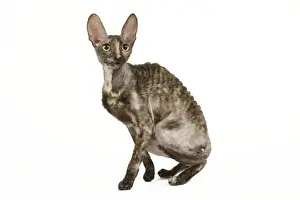 Cat - Rex Cornish in studio