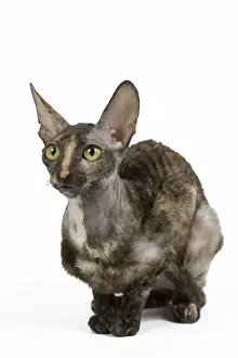 Cat - Rex Cornish in studio
