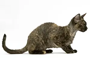 Cat - Rex Devon, tortoiseshell