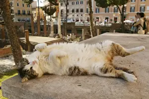 Cat - rolling on back Rome, Italy