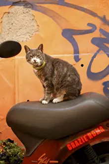 Cat Rome, Italy