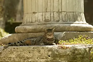 Cat Rome, Italy