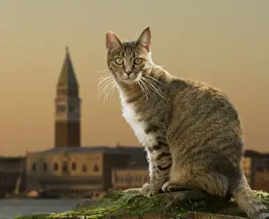 Cat - in Rome - Italy