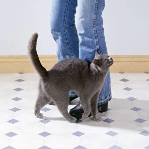 Cat - rubbing against owners legs