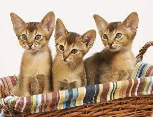 Images Dated 11th August 2007: Cat - three Ruddy Abyssinian cats in basket
