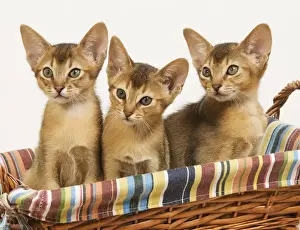 Cat - three Ruddy Abyssinian cats in basket