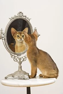 Cat - Ruddy Abyssinian looking in mirror