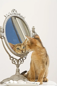 Images Dated 10th August 2007: Cat - Ruddy Abyssinian looking in mirror