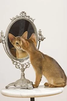 Images Dated 10th August 2007: Cat - Ruddy Abyssinian looking in mirror