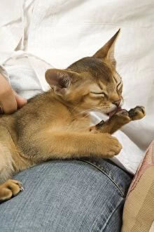 Images Dated 11th August 2007: Cat - Ruddy Abyssinian on owner's lap grooming