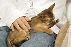 Cat - Ruddy Abyssinian on owners lap grooming