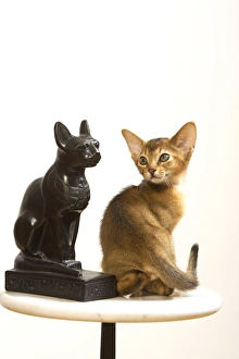 Images Dated 10th August 2007: Cat - Ruddy Abyssinian in studio