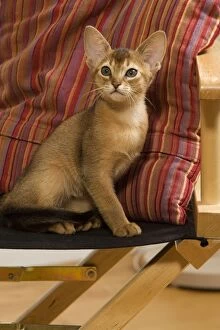 Images Dated 10th August 2007: Cat - Ruddy Abyssinian in studio