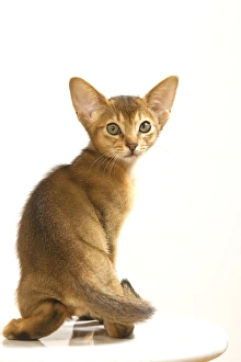 Images Dated 10th August 2007: Cat - Ruddy Abyssinian in studio