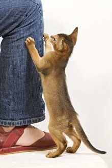 Images Dated 11th August 2007: Cat - Ruddy Abyssinian trying to climb up owner's leg