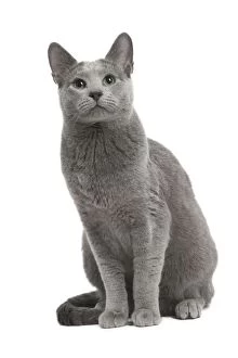 Cat Russian Blue