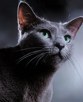 Cat - Russian Blue Cat - Russian Blue