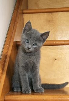 Cat - Russian blue kitten on stairs