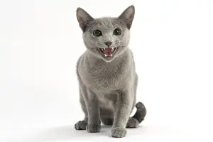Miaowing Prints: Cat - Russian Blue miaowing