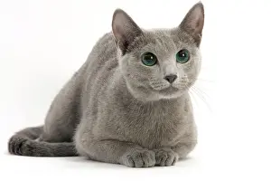 Cat - Russian Blue, shorthaired