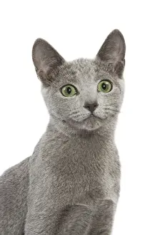 Cat - Russian Blue in studio