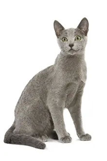 Cat - Russian Blue in studio