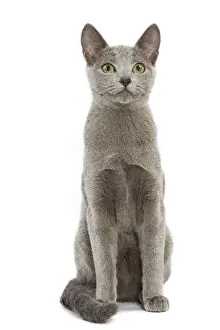 Cat - Russian Blue in studio