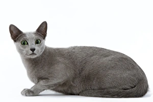 Images Dated 24th October 2006: Cat - Russian blue in studio