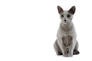 Images Dated 24th October 2006: Cat - Russian blue in studio