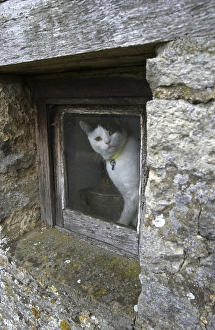 Images Dated 2nd December 2007: Cat - sat looking out of window UK