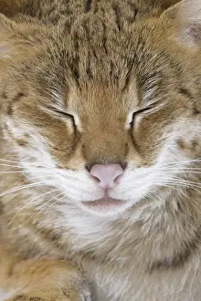 Savannahs Prints: Cat - Savannah Brown Tabby - with closed eyes