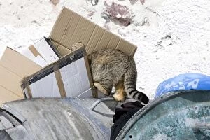 Images Dated 8th April 2012: Cat - scavenging in bin - Stray