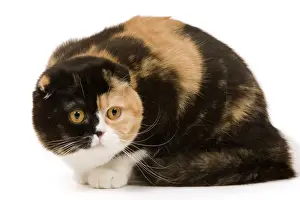 Highland Folds Prints: Cat - Scottish fold in studio