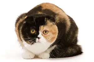 Cat - Scottish fold in studio