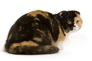 Cat - Scottish fold in studio