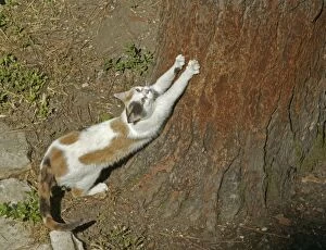 Ginger And White Collection: Cat Scratching its claws on a tree