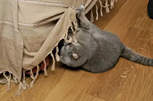 Sofa Prints: Cat - scratching furniture