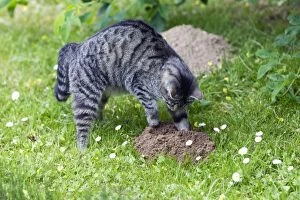 Images Dated 29th May 2011: Cat - scratching at molehill in garden - Lower Saxony - Germany