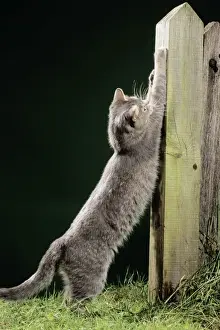 Scratching Post Prints: Cat - scratching post