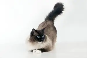 Semi Longhair Prints: CAT. Seal mitted ragdoll