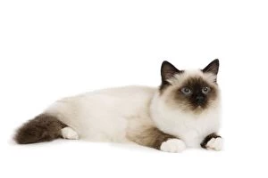 Images Dated 11th October 2009: Cat - Seal Point Birman - kitten lying down