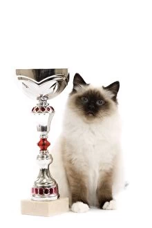 Birmans Gallery: Cat - Seal Point Birman - kitten with trophy