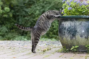 Searching Prints: Cat - searching for food in plant pot - Lower Saxony - Germany