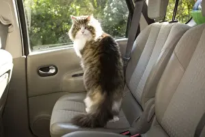 In Car Prints: Cat- on back seat of car