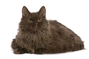 Cat - Selkirk Chocolate in studio
