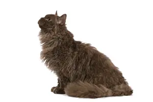 Cat - Selkirk Chocolate in studio