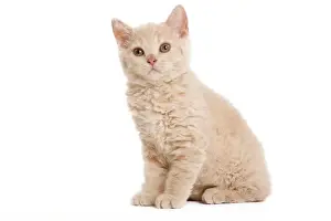 Kitten Prints: Cat - Selkirk Red kitten sitting in studio