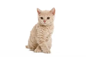 Cat - Selkirk Red kitten sitting in studio with front paws crossed - Good Luck